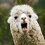 LlamaPack logo