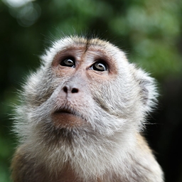 Stinky Monkey World logo