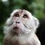 Stinky Monkey World logo
