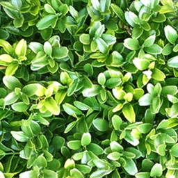 Mossyleaf logo