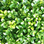 Mossyleaf logo
