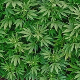 marihuana mod¡ project image