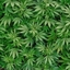 marihuana mod¡ logo