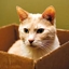 CatCwaft logo