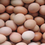 Eggys modpack logo