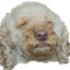 TobiCraft logo