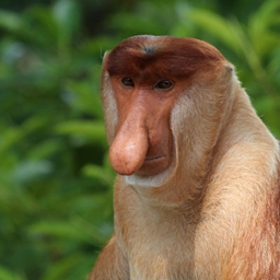Mongooses perfect mod