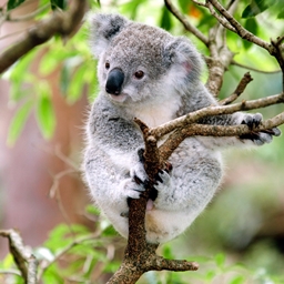 MrKoala's ModPack