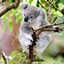 MrKoala's ModPack logo