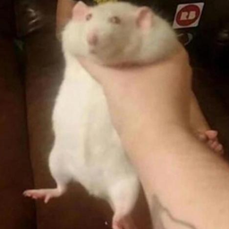 Rat Emporium logo