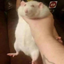 Rat Emporium logo