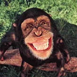 macaco caco