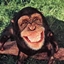 macaco caco logo