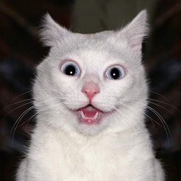 Catpack Epic project image