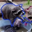 Raccoons Only logo