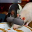 RatPack VR-KS logo