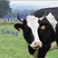 More Cows logo