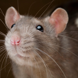 Vampire Rat Pack logo