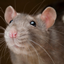 Vampire Rat Pack logo