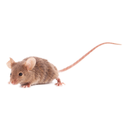 Avatar and rat logo