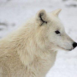 Wolfnation project image