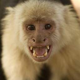 The Chimpack logo