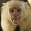 The Chimpack logo