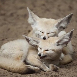 FennecGlider project image