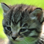 The Tech Cat(CurseForge) logo