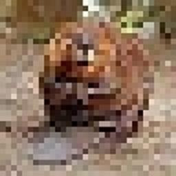 Lil' Beaver logo