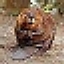 Lil' Beaver logo