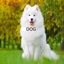 Infinity Evolved but DOG logo