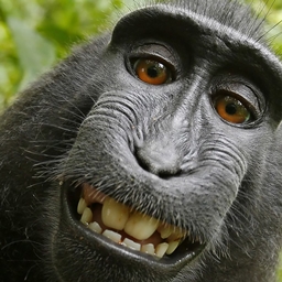 Modded Monke 2: Electric Boogaloo logo