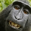 Modded Monke 2: Electric Boogaloo logo