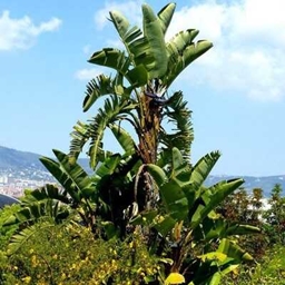 Strilizia's logo