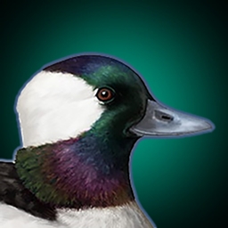 Bufflehead logo