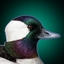 Bufflehead logo