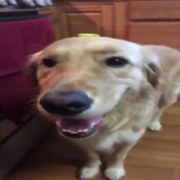 Butter Dog logo