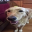 Butter Dog logo