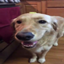 butta dawg logo