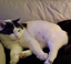 MeowCraft logo