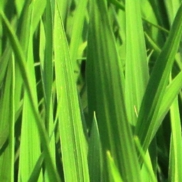 SuperPlantationCraft logo