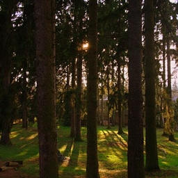 Forest Survival logo