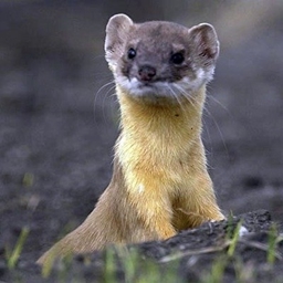 The Weasel Server Pack