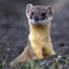 The Weasel Server Pack logo