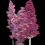 Satisforestry logo