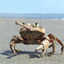 Crabs and Dragons logo