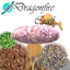 DragonFireCraft logo