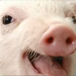 Piggers Pig Playpen  logo