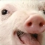 Piggers Pig Playpen  logo